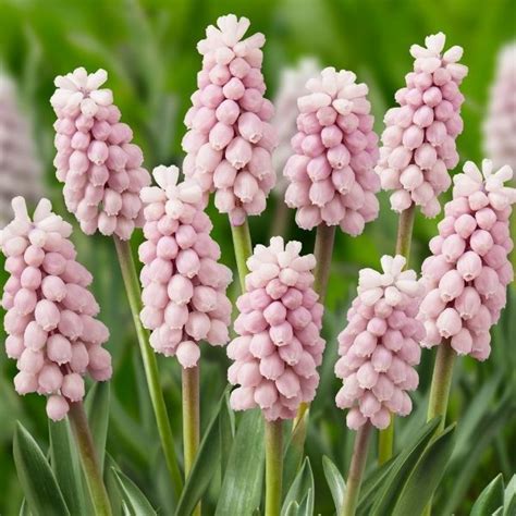 Pink Sunrise Grape Hyacinth Buy At Nature Hills Nursery