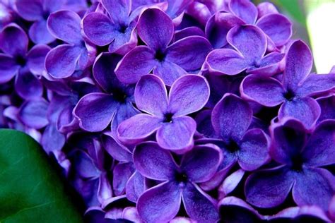 Purple Flower Wallpaper ·① Wallpapertag