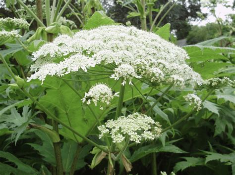 Giant Hogweed Plant That Causes Severe Simplemost