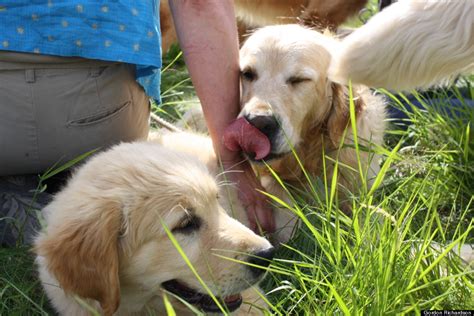 We are always updating our inventory with the best new pet products that you and your pet will love, so check back often to see what new products we are featuring on the site! Golden Retriever Festival In Scotland Looks Like The ...
