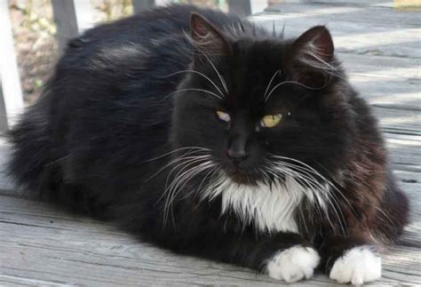 The Tuxedo Maine Coon The James Bond Of Cats Maine Coon Expert