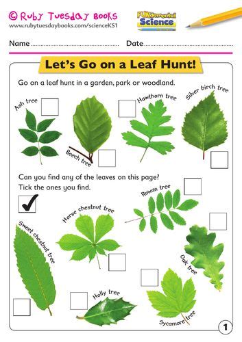 Ks1 Science Plants Lets Go On A Leaf Hunt Teaching Resources