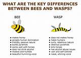 Photos of Difference Between Wasp And Bee