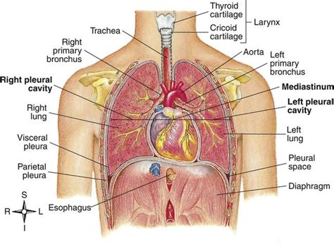 The specific organs located inside the rib cage include: Thoracic cavity. Thoracic Cavity â€" Lungs, mediastinum ...
