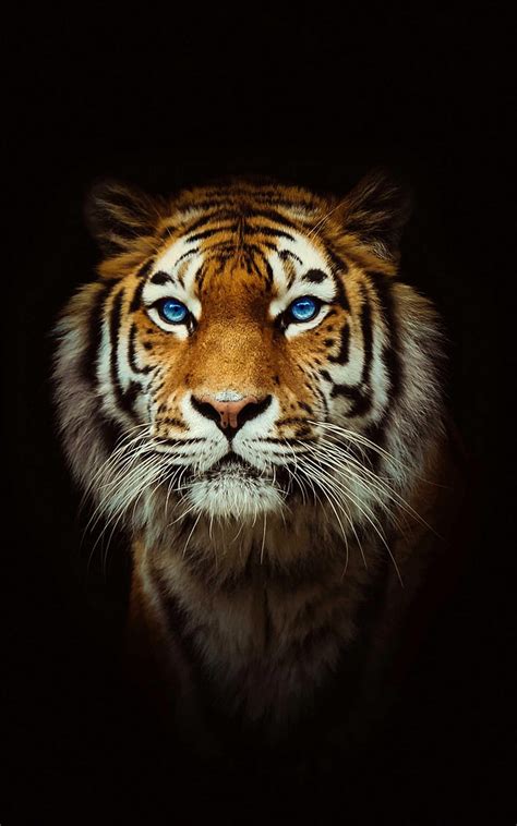 Royal Bengal Tiger Hd Phone Wallpaper Pxfuel