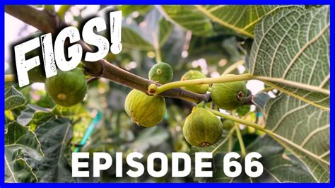 Kadota Fig Tree Update Ep 66 Youtube