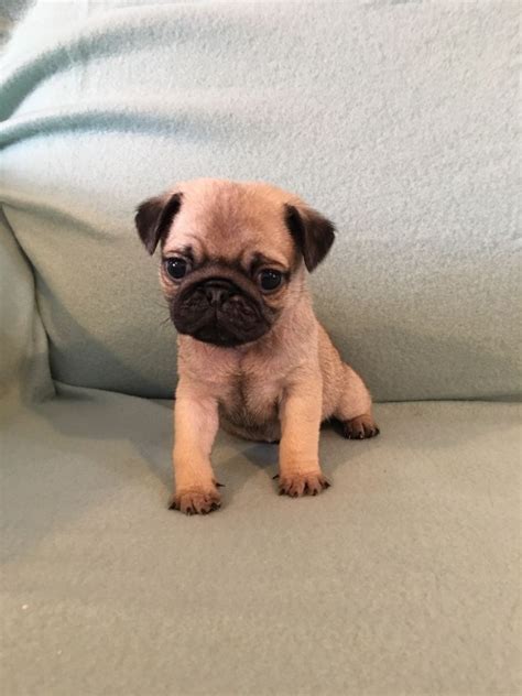 Collection by mark henway • last updated 9 days ago. Pug Puppies For Sale | Jersey City, NJ #194348 | Petzlover