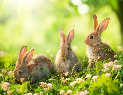 The Rabbits Are Multiplying Likewell Rabbits Third Wave Psychotherapy