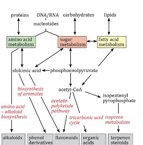 General Scheme Of Biosynthetic Pathways And Precursors For The Major