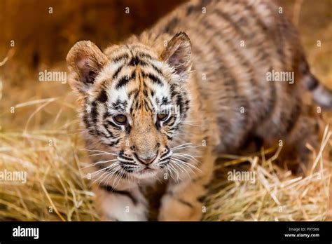 Tiger Cub White Background Hi Res Stock Photography And Images Alamy