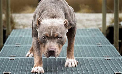 The Most Dangerous Dogs In The World Top 10 Viraluntold