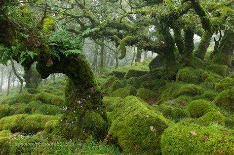 The Moss Covered Forests Of Dartmoor England 1024x681 By Duncan