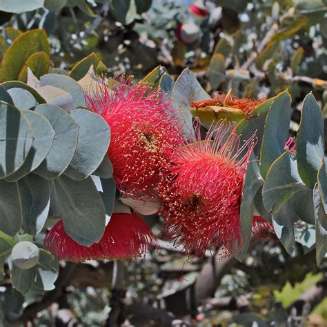 Übertreiben Definitiv Veranschaulichen Western Australian Native Plants