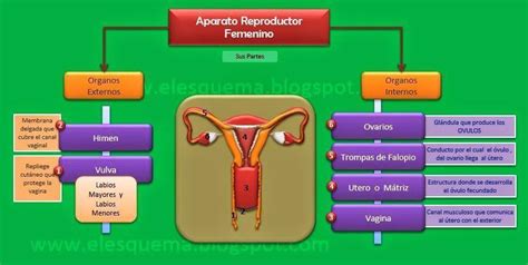 Ayuda Necesito Un Mapa Conceptual Del Sistema Reproductor Femenino