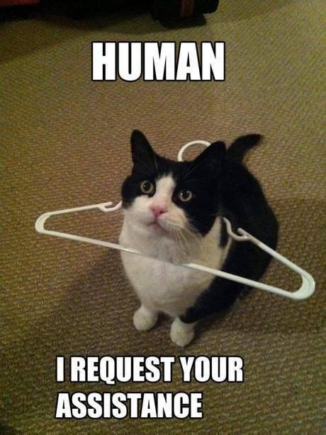 Nov 04, 2020 · pop cat, refers to a series of videos in which use two images of a cat named oatmeal, one with its mouth closed, and the other photoshopped as if the cat is holding it wide open in the shape of an o. Cat stuck in a hanger | Funny animal jokes, Cute funny ...