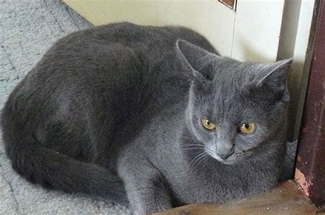 Chartreux Cat Breed Information Pictures Characteristics And Facts