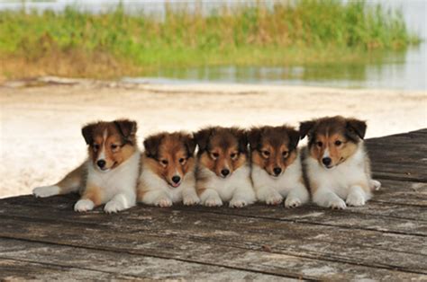 Shelties, also known as shetland sheepdogs, are working dogs used to herd sheep, chickens, and horses. Shetland Sheepdog (Sheltie) Info, Puppies, Pictures, Temperament