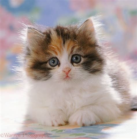 Cute Calico Kitten Portrait Photo Wp37687