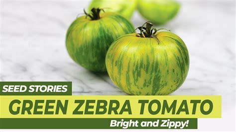 Seed Stories Green Zebra Tomato Bright And Zippy Youtube