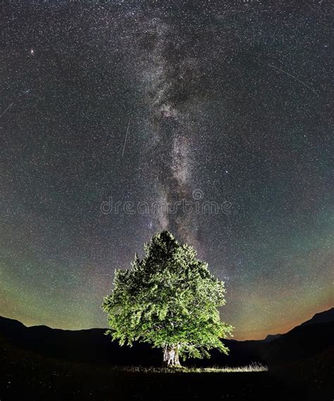 Lonely High Tree Under Starry Night Sky And Milky Way Stock Image