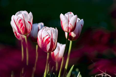 Planter Des Bulbes De Tulipes En Hiver Pour Les Fleurs De Printemps