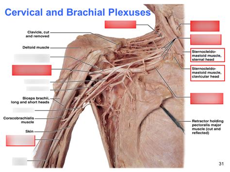 Major Nerves From Cervial And Brachial Plexuses Diagram Quizlet Sexiz Pix