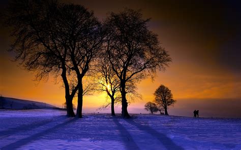 Winter Trees Sunset 2560 X 1600
