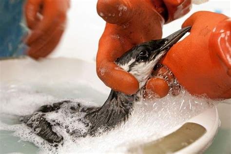 Study Shows Birds Covered In Oil Likely Caused By Natural Seepage