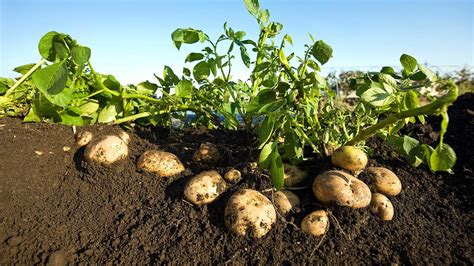 Irish Potatoes Prices Continue Fluctuating Even As Demand Steadily Picks