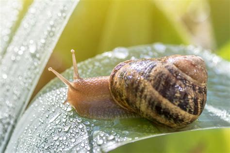 How To Get Rid Of Slugs From Gardens Kellogg Garden Organics