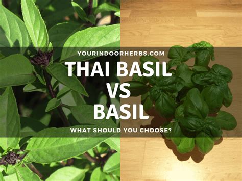 Thai Basil Vs Basil How To Use It Which Is Better Photo And Our