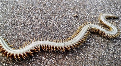 The Polychaete Worm In This Photo Coiled And Struck Like A Snake When I