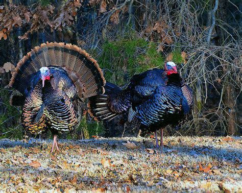 Maryland Winter Turkey Season Opens Jan 17 Outdoor Wire
