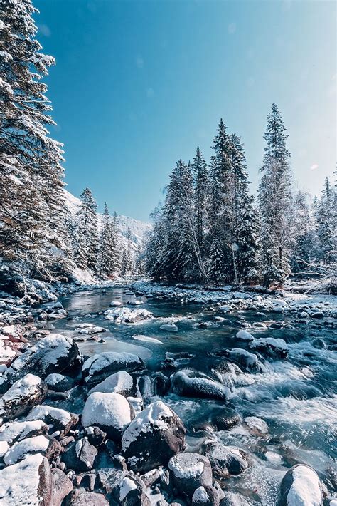 Rivers With Snow Covered Fir Trees Forest Winter Season Kucherla