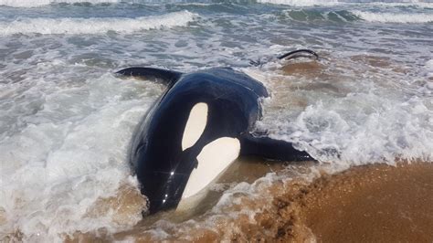 Rescue Effort Unable To Save Large Killer Whale Stranded At Badger