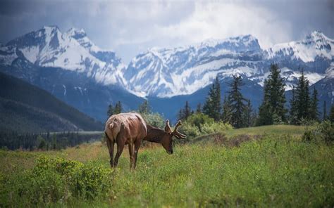Where To See Elk In The Canadian Rockies Wildlife Watching