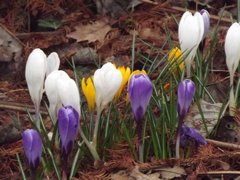 Wisley Crocuses © Colin Smith Cc By Sa20 Geograph Britain And Ireland