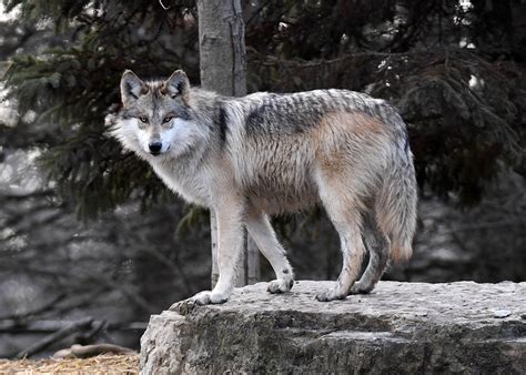 Arizona Man Gets Probation For Mexican Gray Wolf Killing Grand Canyon