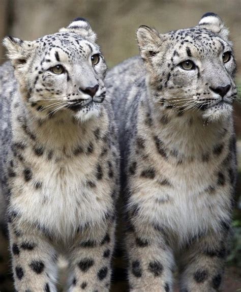 219 Best Snow Leopards Beautiful Images On Pinterest Wild