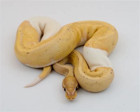 Banana Orange Dream Yellow Belly Pied Ball Python By Noco Exotics Morphmarket