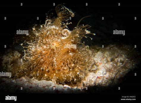A Hairy Or Striated Frogfish Antenarius Striatus Waves Its Lure While