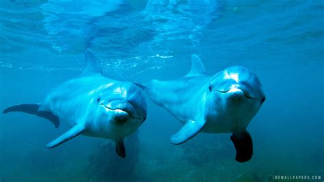 39 Dolphin Underwater Wallpaper