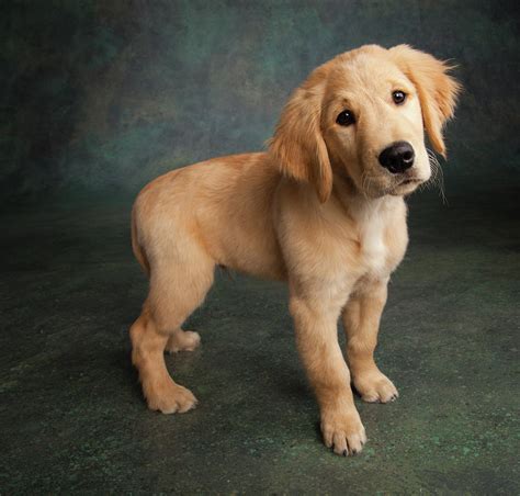 Portrait Of Golden Retriever Puppy Photograph By Animal Images Fine