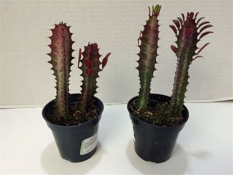Cactus Plant Good Luck Plant Royal Red