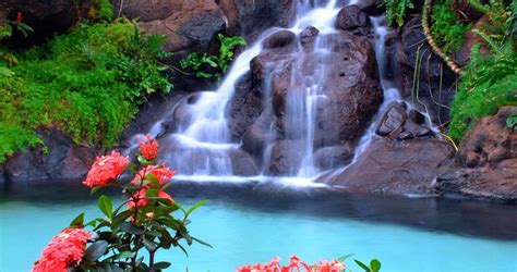 Download Waterfall Desktop With Jungle Geranium Flowers Wallpaper