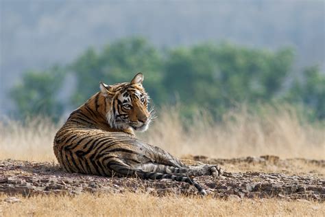 Bengal Tiger Looking Back Wildlife Photography Prints