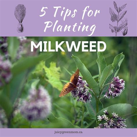 5 Tips For Planting Milkweed Fiveonfriday Gotmilkweed Milkweed