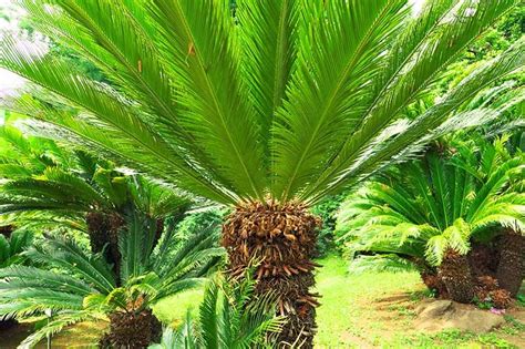 Sago palms contain a toxin called cycasin throughout the entire plant with the highest concentration of poison in the seeds. How to Grow and Care for Sago Palm | Sago palm, Plants ...