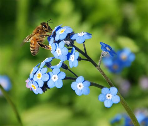 Check spelling or type a new query. Honey Bee on Forget-Me-Not Flowers Photograph by Marv Vandehey