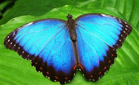 The Beautiful Blue Morpho Butterfly Critter Science